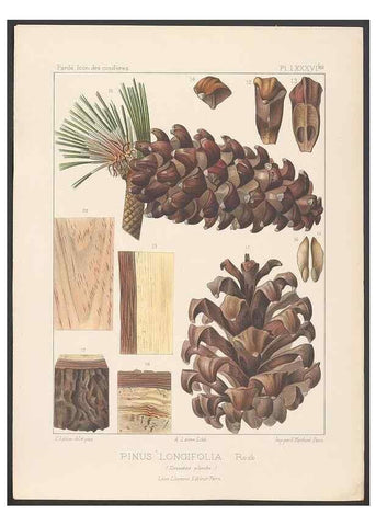 Reproducción/Reproduction 48307406077: Iconographie des conifères /. Paris :Librairie des sciences naturelles :[1912-1914].. 