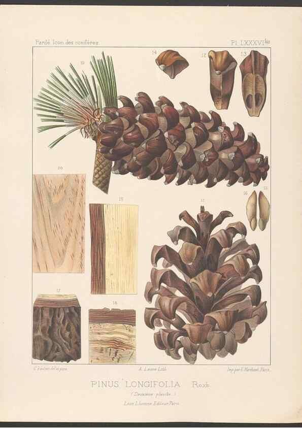 Reproducción/Reproduction 48307406077: Iconographie des conifères /. Paris :Librairie des sciences naturelles :[1912-1914].. 