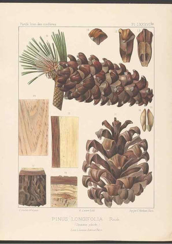 Reproducción/Reproduction 48307406077: Iconographie des conifères /. Paris :Librairie des sciences naturelles :[1912-1914].. 