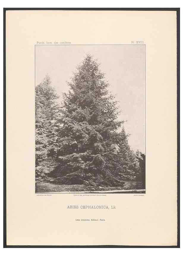 Reproducción/Reproduction 48307283881: Iconographie des conifères /. Paris :Librairie des sciences naturelles :[1912-1914].. 