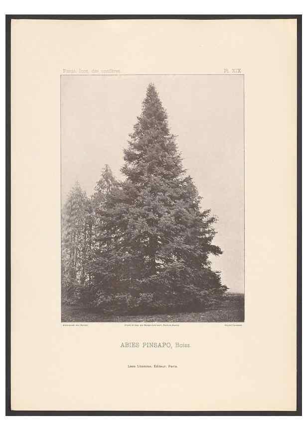 Reproducción/Reproduction 48307399197: Iconographie des conifères /. Paris :Librairie des sciences naturelles :[1912-1914].. 
