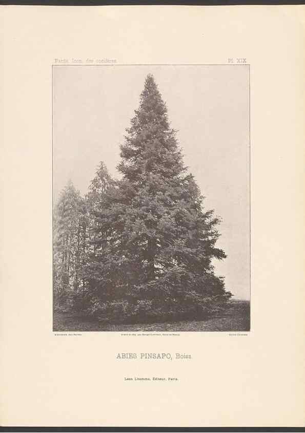 Reproducción/Reproduction 48307399197: Iconographie des conifères /. Paris :Librairie des sciences naturelles :[1912-1914].. 
