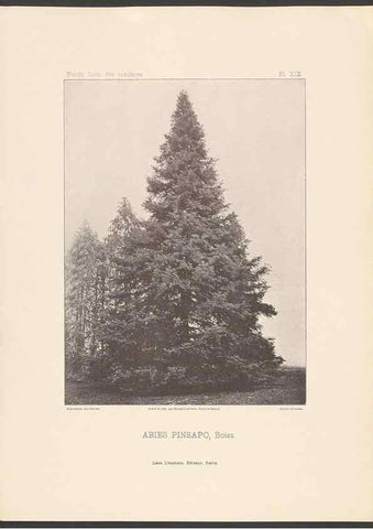 Reproducción/Reproduction 48307399197: Iconographie des conifères /. Paris :Librairie des sciences naturelles :[1912-1914].. 