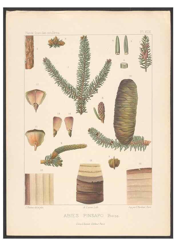Reproducción/Reproduction 48307399707: Iconographie des conifères /. Paris :Librairie des sciences naturelles :[1912-1914].. 
