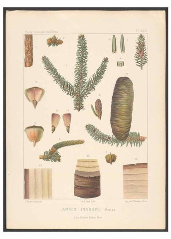 Reproducción/Reproduction 48307399707: Iconographie des conifères /. Paris :Librairie des sciences naturelles :[1912-1914].. 