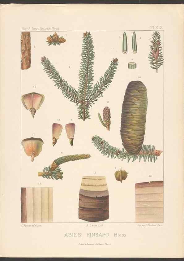 Reproducción/Reproduction 48307399707: Iconographie des conifères /. Paris :Librairie des sciences naturelles :[1912-1914].. 