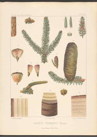 Reproducción/Reproduction 48307399707: Iconographie des conifères /. Paris :Librairie des sciences naturelles :[1912-1914].. 