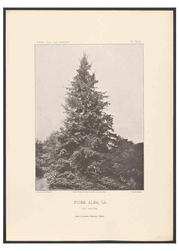 Reproducción/Reproduction 48307400237: Iconographie des conifères /. Paris :Librairie des sciences naturelles :[1912-1914].. 