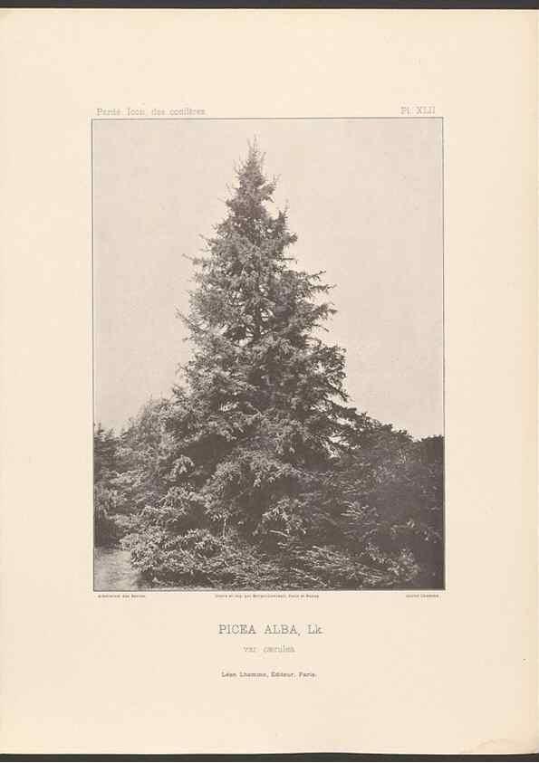 Reproducción/Reproduction 48307400237: Iconographie des conifères /. Paris :Librairie des sciences naturelles :[1912-1914].. 
