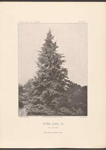 Reproducción/Reproduction 48307400237: Iconographie des conifères /. Paris :Librairie des sciences naturelles :[1912-1914].. 