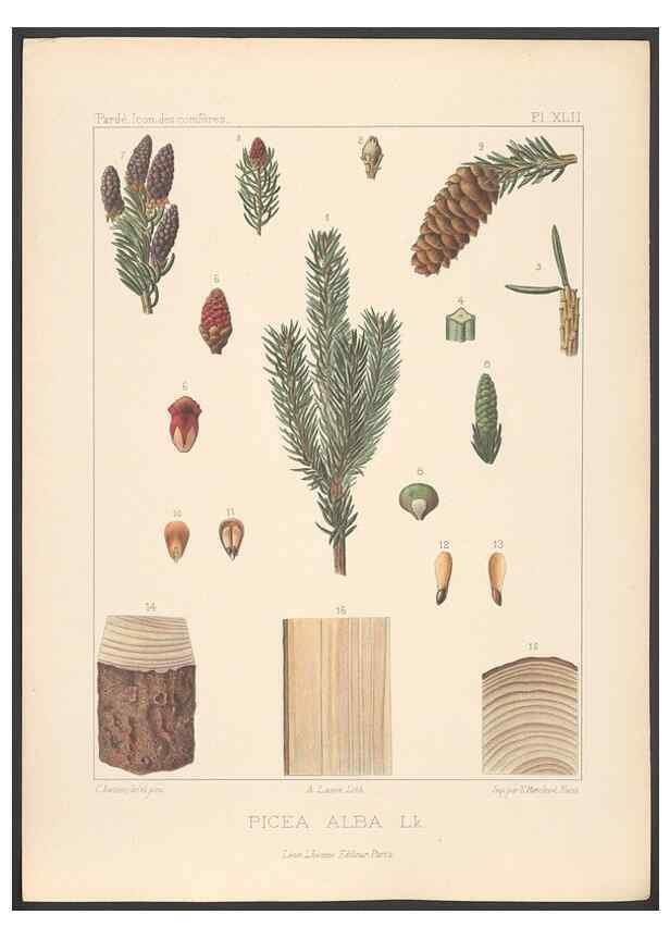 Reproducción/Reproduction 48307286361: Iconographie des conifères /. Paris :Librairie des sciences naturelles :[1912-1914].. 