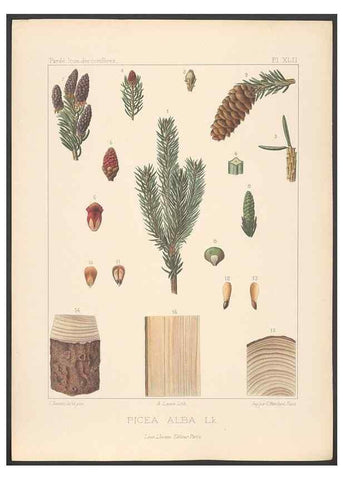 Reproducción/Reproduction 48307286361: Iconographie des conifères /. Paris :Librairie des sciences naturelles :[1912-1914].. 
