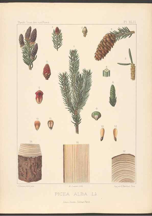 Reproducción/Reproduction 48307286361: Iconographie des conifères /. Paris :Librairie des sciences naturelles :[1912-1914].. 