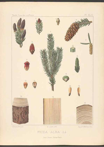Reproducción/Reproduction 48307286361: Iconographie des conifères /. Paris :Librairie des sciences naturelles :[1912-1914].. 