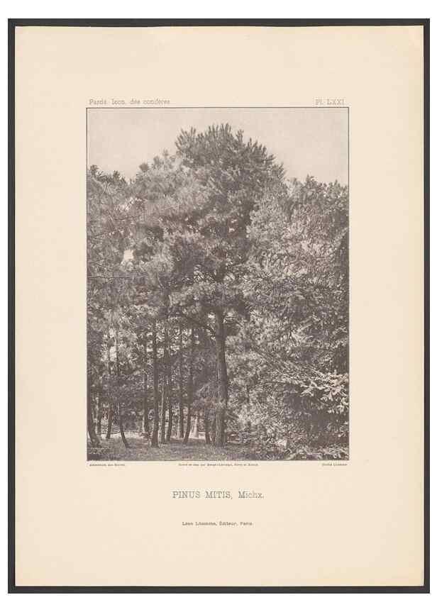 Reproducción/Reproduction 48307401462: Iconographie des conifères /. Paris :Librairie des sciences naturelles :[1912-1914].. 