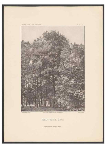 Reproducción/Reproduction 48307401462: Iconographie des conifères /. Paris :Librairie des sciences naturelles :[1912-1914].. 