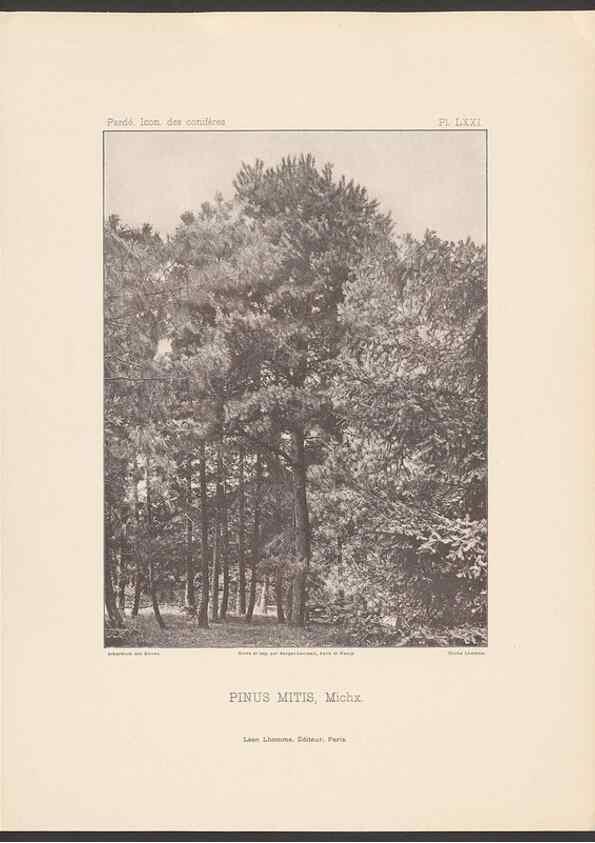 Reproducción/Reproduction 48307401462: Iconographie des conifères /. Paris :Librairie des sciences naturelles :[1912-1914].. 