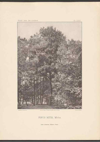 Reproducción/Reproduction 48307401462: Iconographie des conifères /. Paris :Librairie des sciences naturelles :[1912-1914].. 