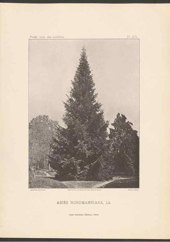 Reproducción/Reproduction 48307283031: Iconographie des conifères /. Paris :Librairie des sciences naturelles :[1912-1914].. 