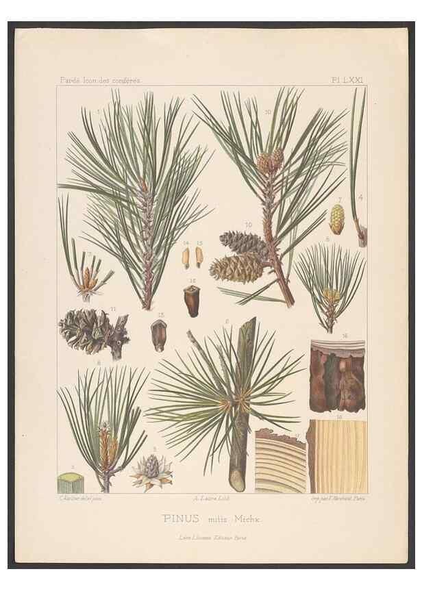 Reproducción/Reproduction 48307401912: Iconographie des conifères /. Paris :Librairie des sciences naturelles :[1912-1914].. 