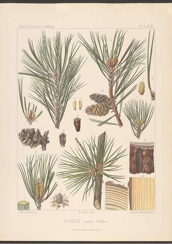 Reproducción/Reproduction 48307401912: Iconographie des conifères /. Paris :Librairie des sciences naturelles :[1912-1914].. 