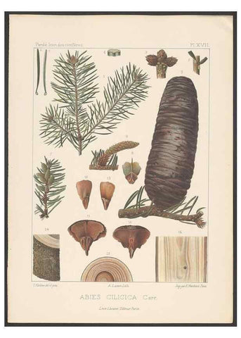 Reproducción/Reproduction 48307402812: Iconographie des conifères /. Paris :Librairie des sciences naturelles :[1912-1914].. 