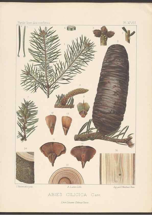 Reproducción/Reproduction 48307402812: Iconographie des conifères /. Paris :Librairie des sciences naturelles :[1912-1914].. 