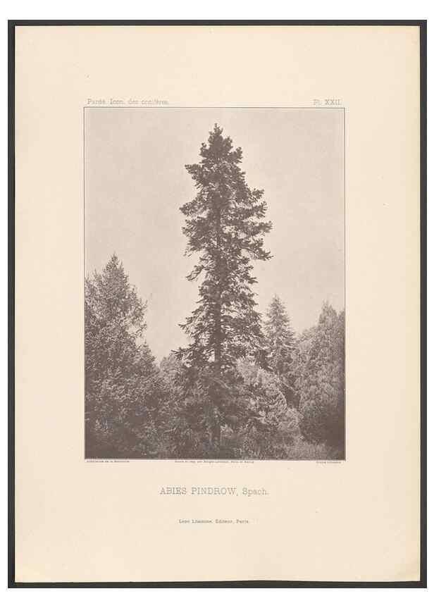 Reproducción/Reproduction 48307289206: Iconographie des conifères /. Paris :Librairie des sciences naturelles :[1912-1914].. 