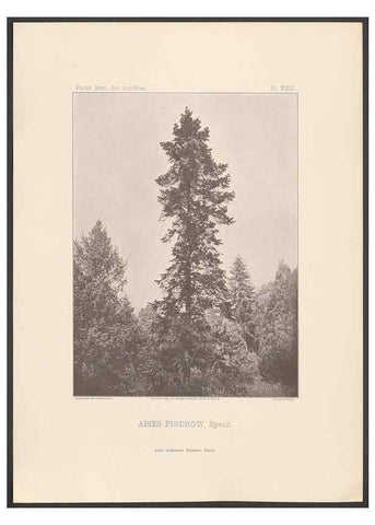 Reproducción/Reproduction 48307289206: Iconographie des conifères /. Paris :Librairie des sciences naturelles :[1912-1914].. 