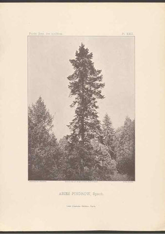 Reproducción/Reproduction 48307289206: Iconographie des conifères /. Paris :Librairie des sciences naturelles :[1912-1914].. 