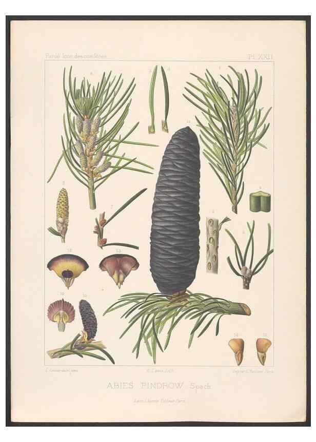 Reproducción/Reproduction 48307403732: Iconographie des conifères /. Paris :Librairie des sciences naturelles :[1912-1914].. 