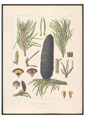 Reproducción/Reproduction 48307403732: Iconographie des conifères /. Paris :Librairie des sciences naturelles :[1912-1914].. 