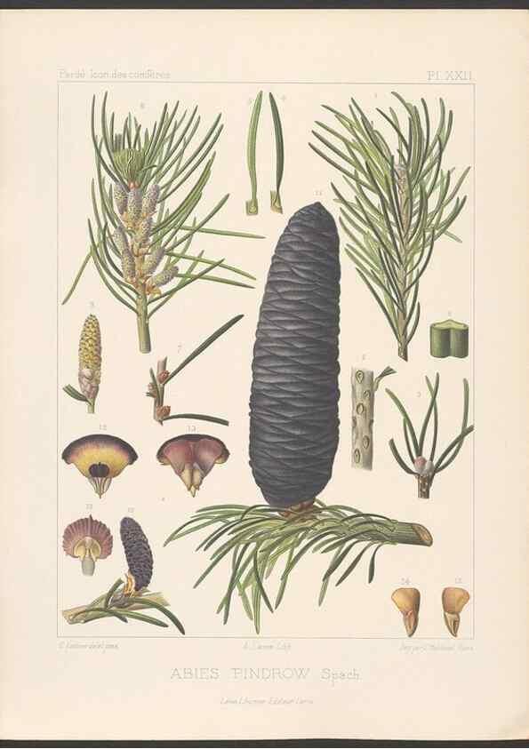 Reproducción/Reproduction 48307403732: Iconographie des conifères /. Paris :Librairie des sciences naturelles :[1912-1914].. 