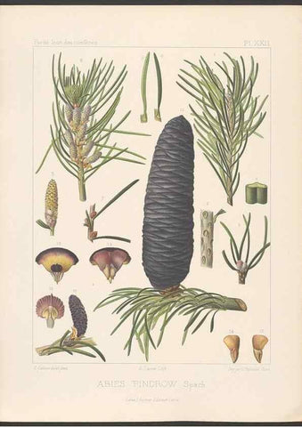 Reproducción/Reproduction 48307403732: Iconographie des conifères /. Paris :Librairie des sciences naturelles :[1912-1914].. 