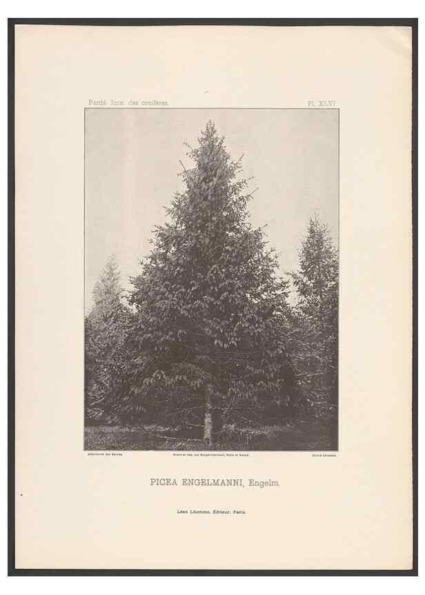 Reproducción/Reproduction 48307404177: Iconographie des conifères /. Paris :Librairie des sciences naturelles :[1912-1914].. 