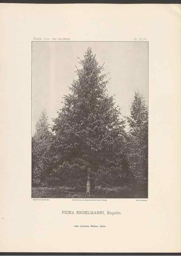 Reproducción/Reproduction 48307404177: Iconographie des conifères /. Paris :Librairie des sciences naturelles :[1912-1914].. 