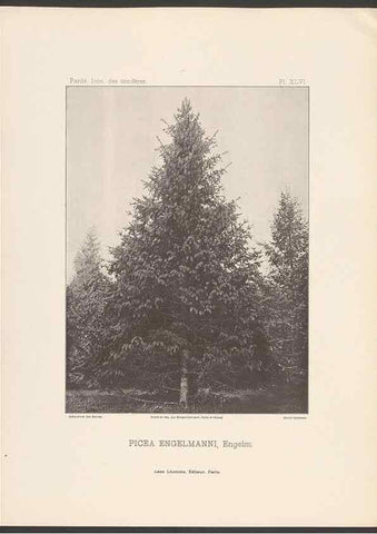 Reproducción/Reproduction 48307404177: Iconographie des conifères /. Paris :Librairie des sciences naturelles :[1912-1914].. 