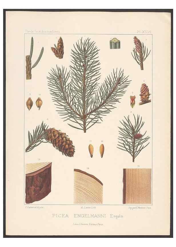 Reproducción/Reproduction 48307290686: Iconographie des conifères /. Paris :Librairie des sciences naturelles :[1912-1914].. 