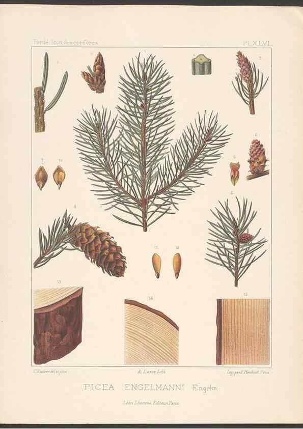 Reproducción/Reproduction 48307290686: Iconographie des conifères /. Paris :Librairie des sciences naturelles :[1912-1914].. 