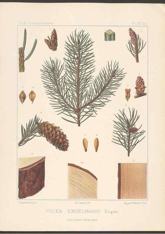 Reproducción/Reproduction 48307290686: Iconographie des conifères /. Paris :Librairie des sciences naturelles :[1912-1914].. 