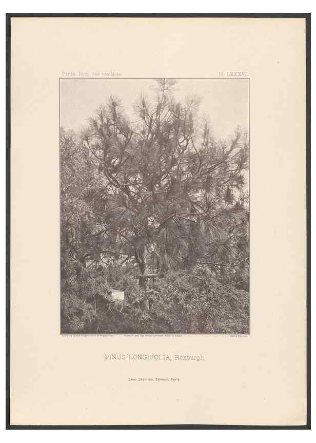Reproducción/Reproduction 48307405162: Iconographie des conifères /. Paris :Librairie des sciences naturelles :[1912-1914].. 