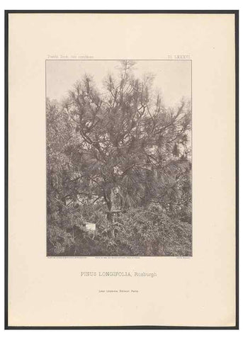 Reproducción/Reproduction 48307405162: Iconographie des conifères /. Paris :Librairie des sciences naturelles :[1912-1914].. 