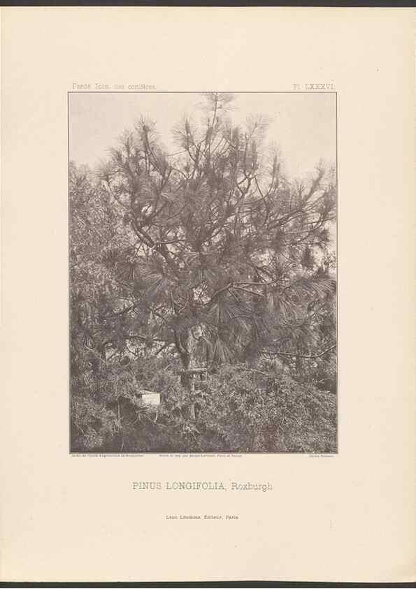 Reproducción/Reproduction 48307405162: Iconographie des conifères /. Paris :Librairie des sciences naturelles :[1912-1914].. 
