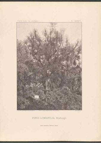 Reproducción/Reproduction 48307405162: Iconographie des conifères /. Paris :Librairie des sciences naturelles :[1912-1914].. 