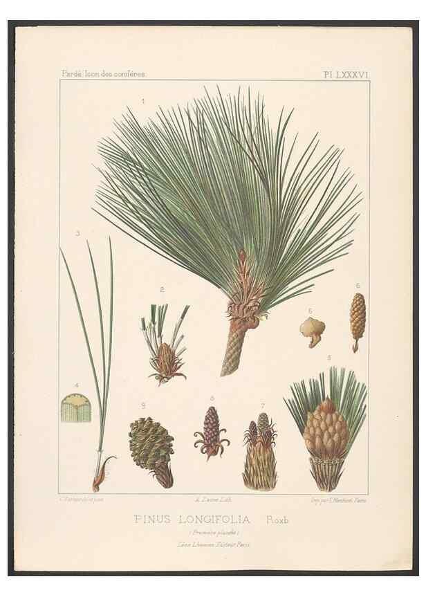 Reproducción/Reproduction 48307291516: Iconographie des conifères /. Paris :Librairie des sciences naturelles :[1912-1914].. 