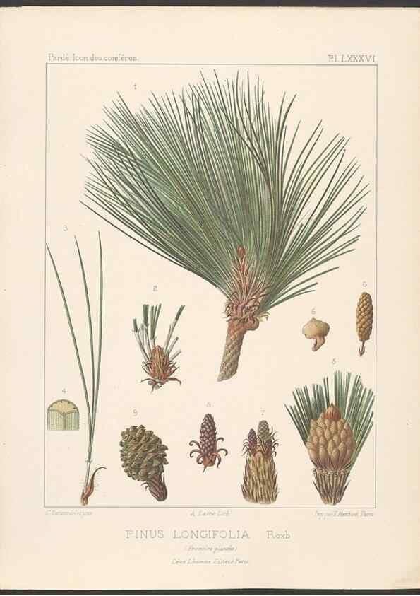 Reproducción/Reproduction 48307291516: Iconographie des conifères /. Paris :Librairie des sciences naturelles :[1912-1914].. 