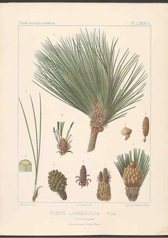 Reproducción/Reproduction 48307291516: Iconographie des conifères /. Paris :Librairie des sciences naturelles :[1912-1914].. 