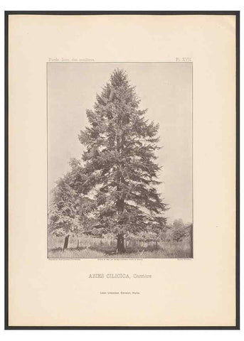 Reproducción/Reproduction 48307402327: Iconographie des conifères /. Paris :Librairie des sciences naturelles :[1912-1914].. 