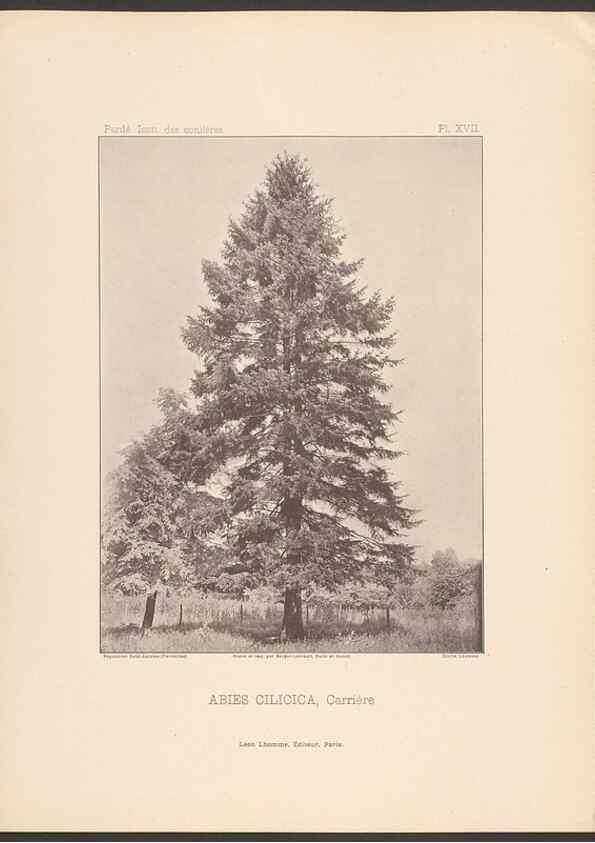 Reproducción/Reproduction 48307402327: Iconographie des conifères /. Paris :Librairie des sciences naturelles :[1912-1914].. 