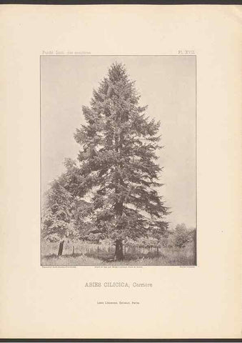 Reproducción/Reproduction 48307402327: Iconographie des conifères /. Paris :Librairie des sciences naturelles :[1912-1914].. 